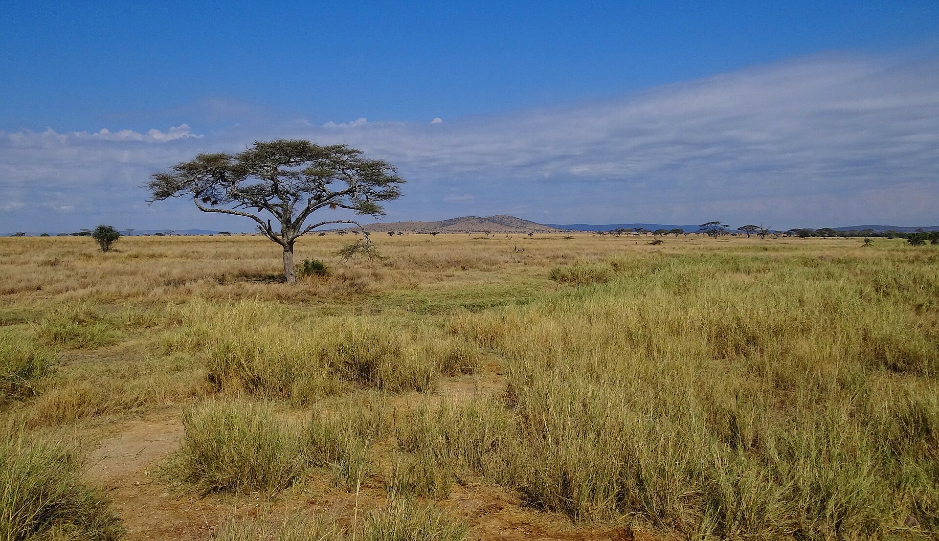 Africa
